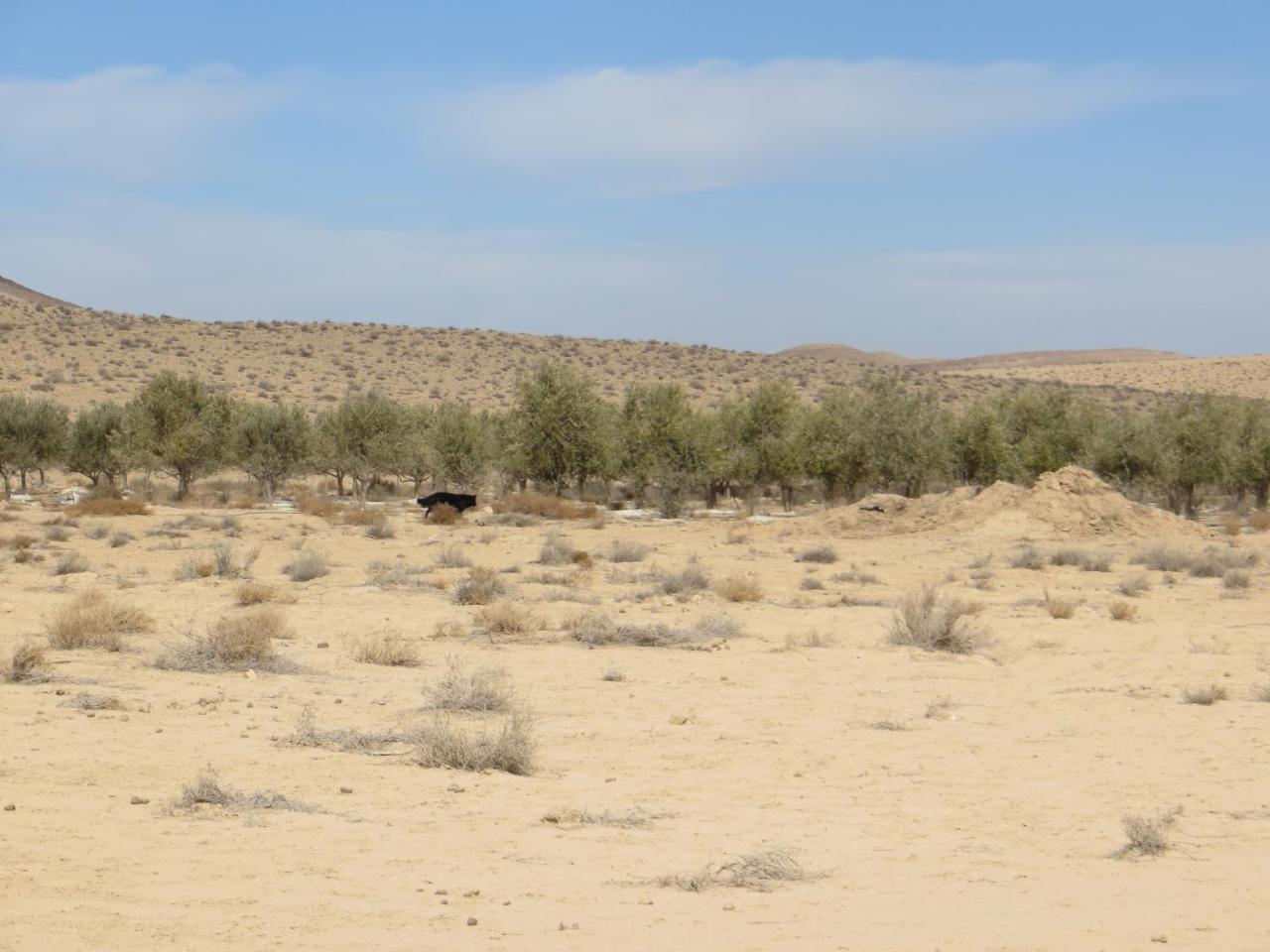 Succah In The Desert Mitzpe Ramon Esterno foto